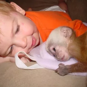 Замечательное обезьян-капуцинов